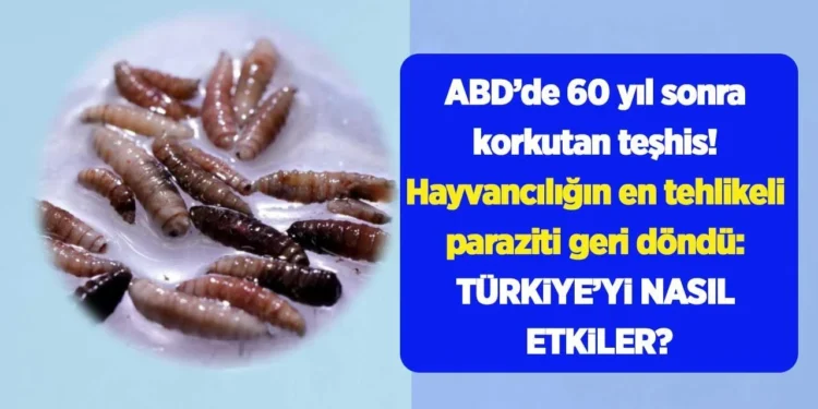 ABD’de 60 yıl sonra korkutan teşhis! Hayvancılığın en tehlikeli paraziti geri döndü: Türkiye’yi nasıl etkiler? 1 parazit