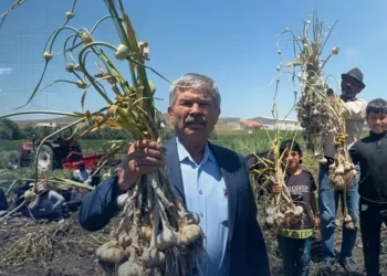 Tahıl ambarında bir ilk! Haymana'da deneme amaçlı ekilen sarımsakta hasat başladı: Kastamonu'ya meydan okuyor - GZT