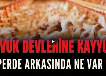 Tavuk devlerine kayyum atanmasının arka planında neler var? | Havva Gümüşkaya değerlendirdi: “