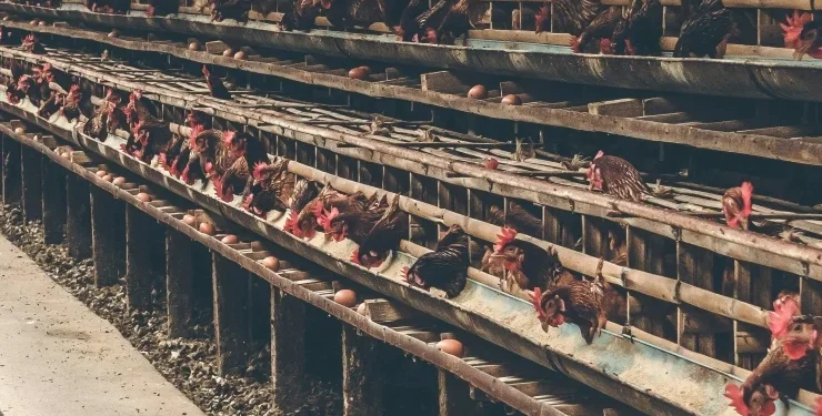 65 yıl öncesine göre altı kat fazla tavuk tüketiliyor 1 tavuk tuketimi