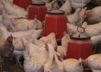 Tavukçuluk devleri sanayi yarışında kan kaybetti