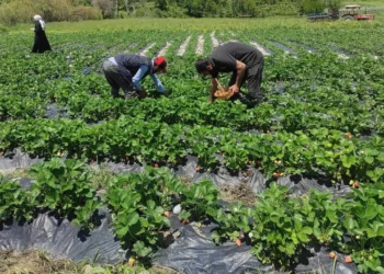 Tunceli'de kadın çiftçiler tarlaya indi: Hem verim yüksek hem kalite - Cumhuriyet