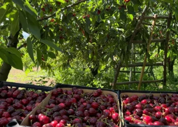 Yalova Dereköy'de 'Kırmızı Altın' hesadı başladı - Agro TV