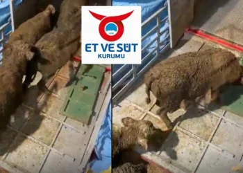 2025'in hayvanını 2026'da teslim eden ESK'dan üreticiye: 'Bedava mal alıyorsunuz' - Tarımdan Haber