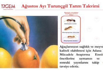 Ağustos Ayı Turunçgil Tarım Takvimi