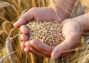 Arpada yüksek rekolte sezonu kg fiyatlarını 4-5 lira aşağı çekti