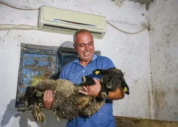 Avukatlığı bıraktı, besici oldu: Koyunlarına klimalı ahır yaptırdı