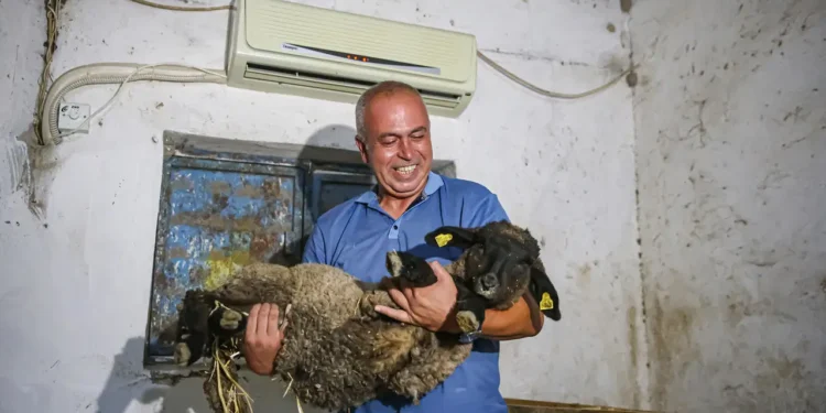 Avukatlığı bıraktı, besici oldu: Koyunlarına klimalı ahır yaptırdı 1 Avukatligi birakti besici oldu
