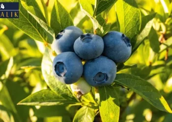 Blueberry fırsat mı, tuzak mı? “Mavi hayal” suyu bitirebilir!