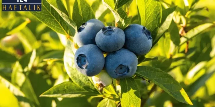 Blueberry