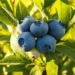 Blueberry fırsat mı, tuzak mı? “Mavi hayal” suyu bitirebilir! 4 Blueberry fırsat mı, tuzak mı? “Mavi hayal” suyu bitirebilir!