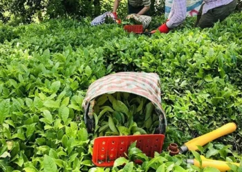 ÇAYKUR ilk sürgünde 259 bin ton yaş çay aldı