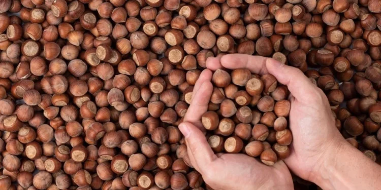 Fındıkta erken hasat uyarısı: Verim kaybı yaşanabilir 1 Findikta erken hasat uyarisi