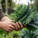Süperbesin olan kale bitkisi nedir? Kale yeşilliğinin faydaları nelerdir? 5 Süperbesin olan kale bitkisi nedir? Kale yeşilliğinin faydaları nelerdir?