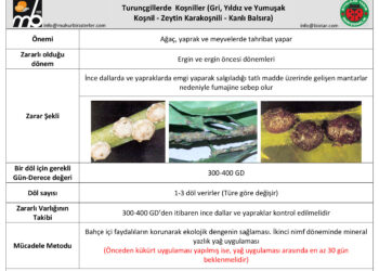 Turunçgillerde Koşniller (Gri, Yıldız ve Yumuşak Koşnil – Zeytin Karakoşnili – Kanlı Balsıra)