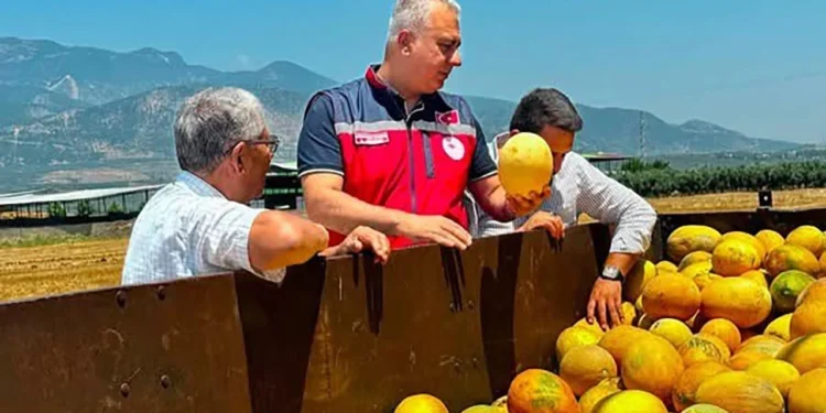 Tescilli Kirikhan kavunu