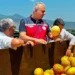 Tescilli Kırıkhan kavununda hasat devam ediyor