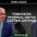 Tarım Analiz – Türkiye’de tropikal meyve üretimi artıyor