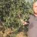 Zeytin üreticisi hasat öncesi destek istiyor: ‘Yüksek maliyet üreticiyi zorluyor’