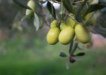 Zeytinciler mevsimsel reeskont limiti istiyor