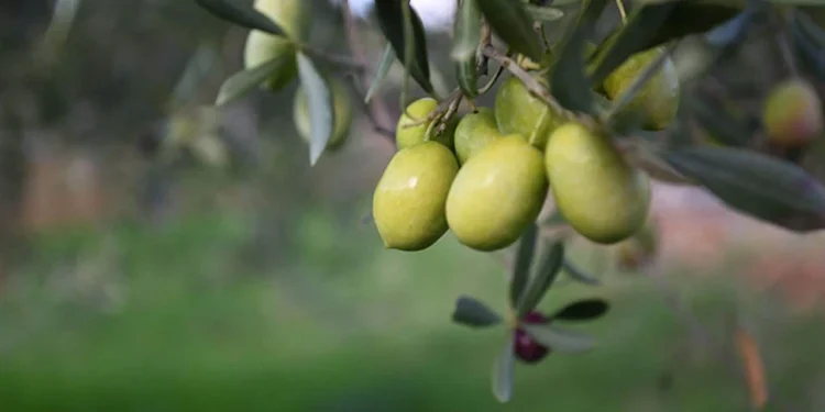 Zeytinciler mevsimsel reeskont limiti istiyor
