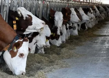 Ari işletmeler ve hayvan hastalıkları tazminatında şartlar değişti! 5 Ari işletmeler ve hayvan hastalıkları tazminatında şartlar değişti! - Agro TV