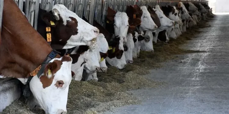 Ari işletmeler ve hayvan hastalıkları tazminatında şartlar değişti! 1 Ari işletmeler ve hayvan hastalıkları tazminatında şartlar değişti! - Agro TV