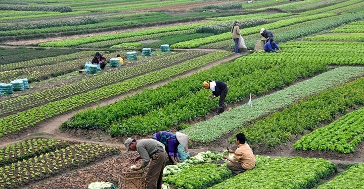 Avrupa’dan ‘Çiftlikten Çatala’ Stratejisinde Geri Adım mı? - HASAT TÜRK - Hasat Türk