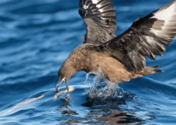 Avustralya'da ilk kez H5N1 alarmı! Yüksek patojeniteli kuş gribi yabani kuşta tespit edildi - Tarımdan Haber