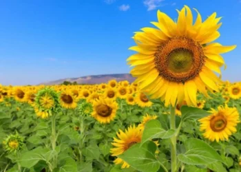 Ayçiçeği tohumu ithalatında gümrük vergisi sıfırlandı! Karar Türkiye'yi nasıl etkileyecek? - Tarımdan Haber