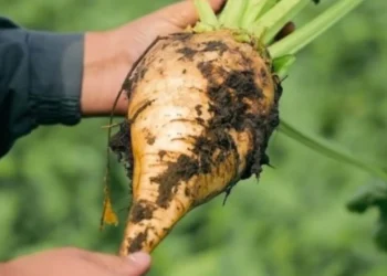 Bakan Yumaklı duyurdu: Pancar üreticisine 2 milyar 768 milyon liralık avans ödemesi - Tarımdan Haber