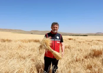 Bakan Yumaklı: Hububatta rekor üretim bekliyoruz, destek artacak - Tarım Pusulası
