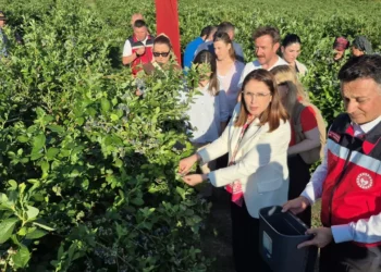 Bartın'da yaban mersini hasadı: Kilosu 850 TL! - Agro TV