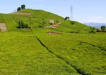 ÇAYKUR’dan Yaş Çay Alım Açıklaması - HASAT TÜRK - Hasat Türk
