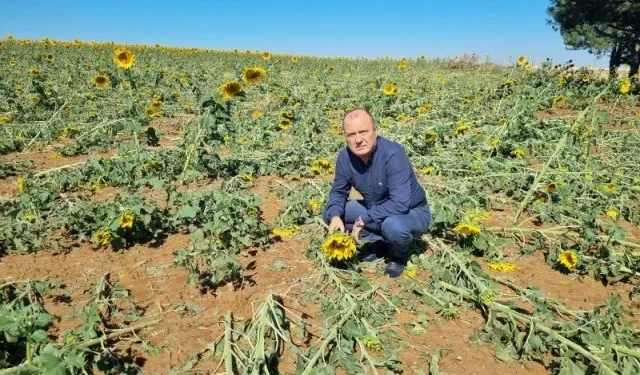 CHP'li Aygun: Dolu zararında sigortasız çiftçi desteklensin 1 CHP'li Aygun: Dolu zararında sigortasız çiftçi desteklensin - Tarım Pusulası