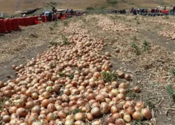 Çiftçinin isyanı: Bir kez para kazanacağız dedik, ithalat kapıları açıldı! - Tarımdan Haber