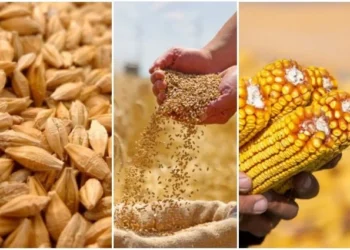 Çin'in Rusya'dan buğday, arpa ve mısır ithalatı yükseldi - Tarım Pusulası