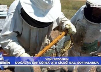 Uşak’ta %100 Orijinal Çörek Otu Balı Hasadı (Hile Hurda Yok!) / Abi Nerdesin?