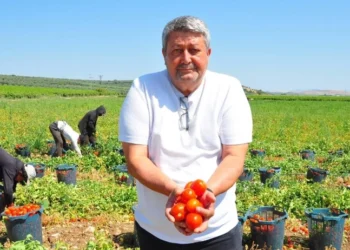 Geçen yıl elde kalınca üretimi kestiler: Kilosu 3,5 liraya kadar düşünce çiftçi isyan etti