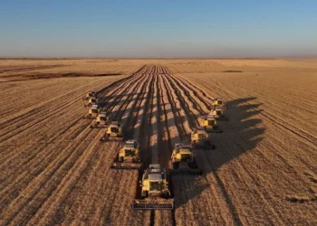 Dünyanın en büyük tarlasında hasat bitiyor! - Agro TV