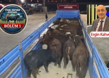 ESK'da 53 bin liraya mal olan ithal besilik hayvan üreticiye neden 82 bin liraya satılıyor? - Tarımdan Haber