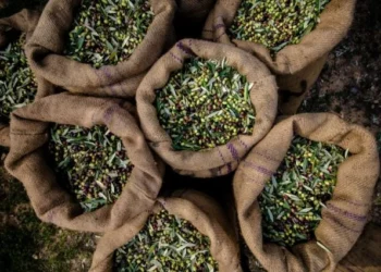 EZZİB: Zeytin ve Zeytinyağı İhracatı İlk Yarıda Yüzde 30 Düştü - Tarım Pusulası