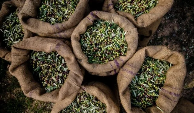 EZZİB: Zeytin ve Zeytinyağı İhracatı İlk Yarıda Yüzde 30 Düştü - Tarım Pusulası