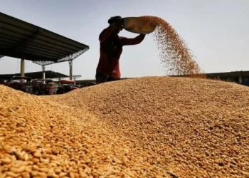 FAO: Buğday Fiyatları Haziranda Yüzde 4,4 Düştü - Tarım Pusulası