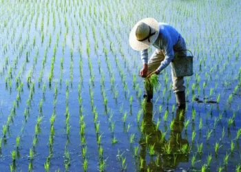 FAO: El Niño, Küresel Pirinç Fiyatlarını Rekora Taşıyabilir - Tarım Pusulası
