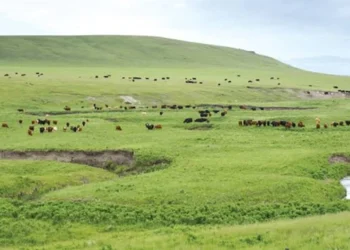 FAO İle Kuzey Amerikalı Hayvan Yetiştiricileri İş Birliği Yapıyor - HASAT TÜRK - Hasat Türk