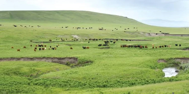 FAO İle Kuzey Amerikalı Hayvan Yetiştiricileri İş Birliği Yapıyor 1 FAO İle Kuzey Amerikalı Hayvan Yetiştiricileri İş Birliği Yapıyor - HASAT TÜRK - Hasat Türk