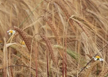 FAO: Küresel tahıl üretimi yüksek seviyesini sürdürecek - Tarım Pusulası