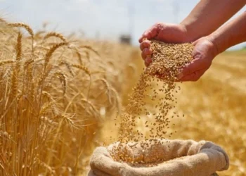 FAO: Rusya Tahıl ve Gıda Ticaretinde Etkisini Artırıyor - Tarım Pusulası