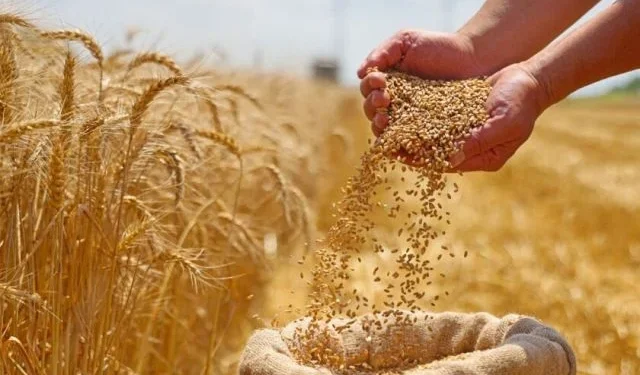 FAO: Rusya Tahıl ve Gıda Ticaretinde Etkisini Artırıyor - Tarım Pusulası